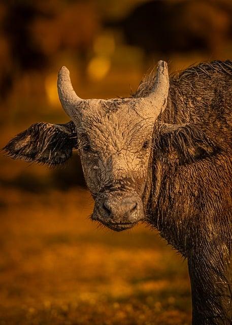 „Buffalo“ na Fabii: Tajemství odhaleno! Co to znamená?