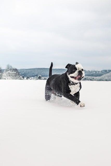 Continental WinterContact TS 860: Nejlepší poměr cena/výkon