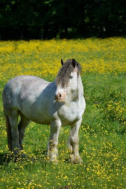 Správná údržba spojky: Tipy pro dlouhou životnost